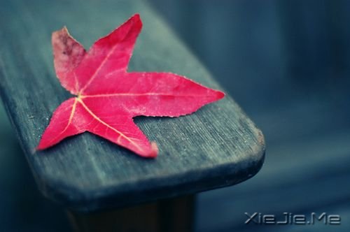晚安心语:期待,是所有心痛的根源 (1)